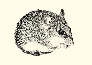 Cairo spiny mouse