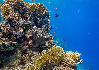 Red Sea Reef Life