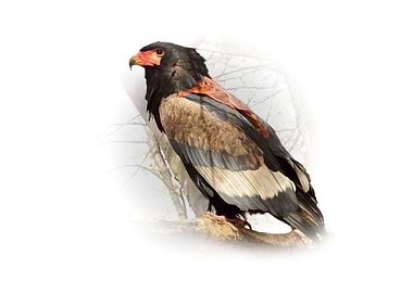 Bateleur