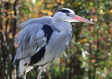 Grey Heron in Forest