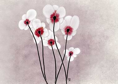 White poppies
