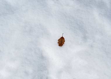 The leaf in the snow
