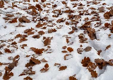 Leaves in the snow