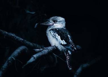 Kookabura Bird