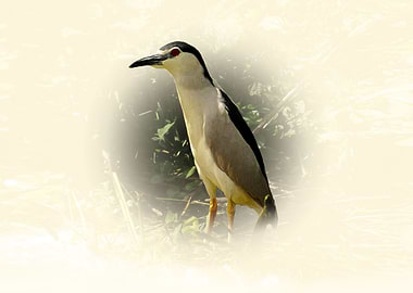 Night heron