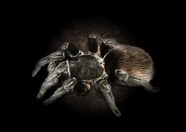 Tarantula