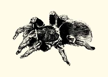 Tarantula