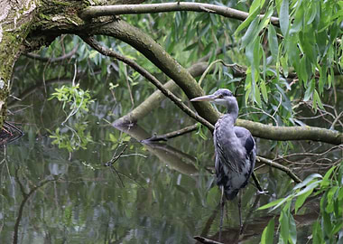 Grey Heron under Branches