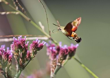 African hummingbird moth