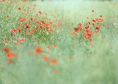 Red poppy flowers in lea