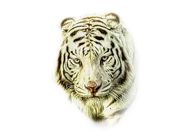 White tiger