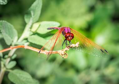 Red dragonfly