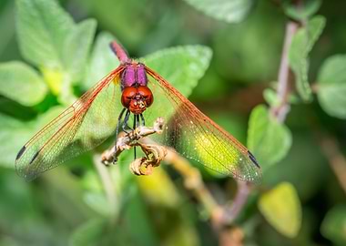 Redveined Dragonfly