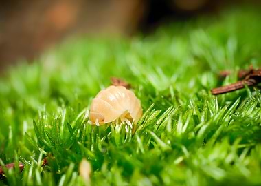 Armadillidium Albino terra
