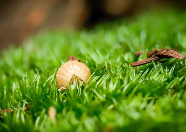 Armadillidium Albino terra