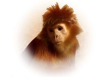 Javan langur