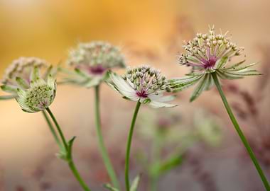 Astrantia flowers