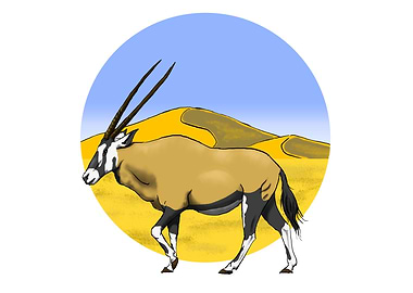 Namib Desert Gemsbok