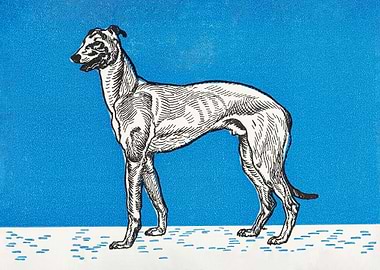 Greyhound