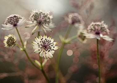 Astrantia flowers