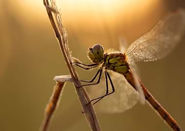 Dragonfly