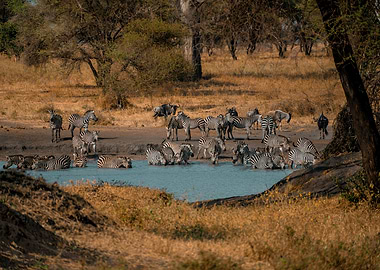 nature animal beauty