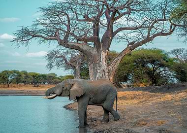 nature animal elephant