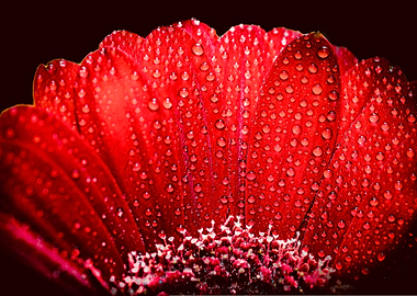 Red Gerbera On Black