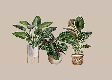 Indoor Plants