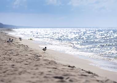 Seagulls on shore of sea