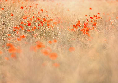 Poppy flowers in meadow