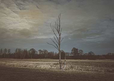 Lonely Tree at Dusk