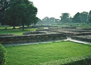 Paddy cultivation field