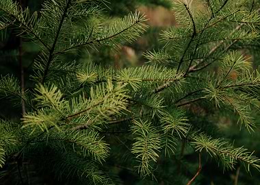 Pine Details
