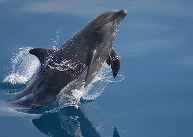 Dolphin