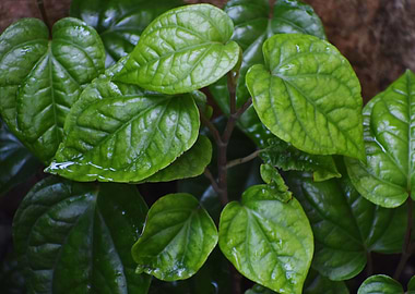 Cultivation of betel leaf