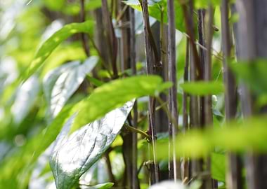 Cultivation of betel leaf