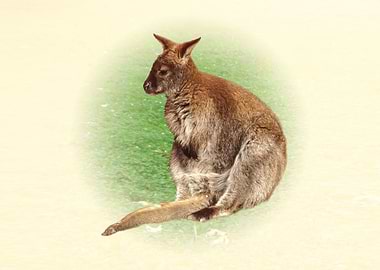 Kangaroo
