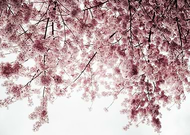 Cherry Blossoms