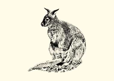 Kangaroo