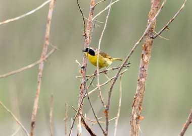 Common yellowthroat bird