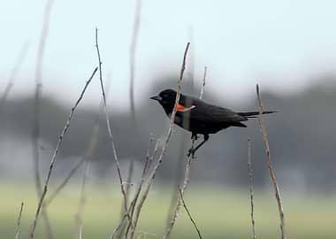 Moody redwinged blackbird