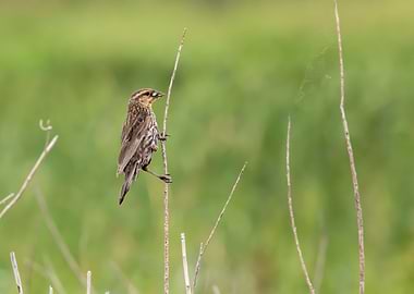 Redwinged blackbird close