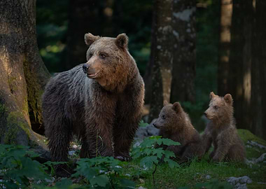 Mama Bear With Her 2 Cubs