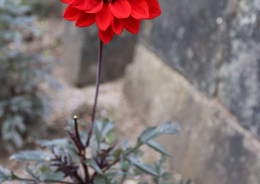 Red Flower