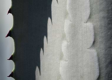 Light and shadow of Agave
