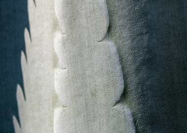 Light and shadow of Agave