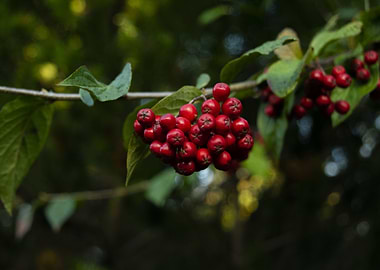 Rowan Berries