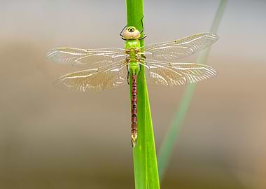 Green darner dragonfly