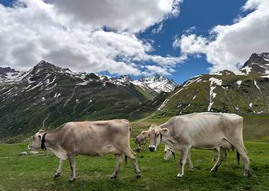 Cows And Alpine Serenity